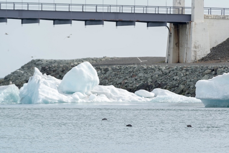 Seals heading out to sea under the Ring Road bridge.