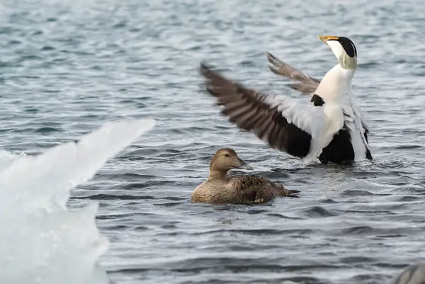 Male eider duck making some noise. by Willis Chung
