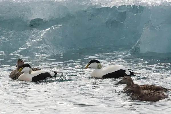 A group of eider ducks, with a second male approaching...