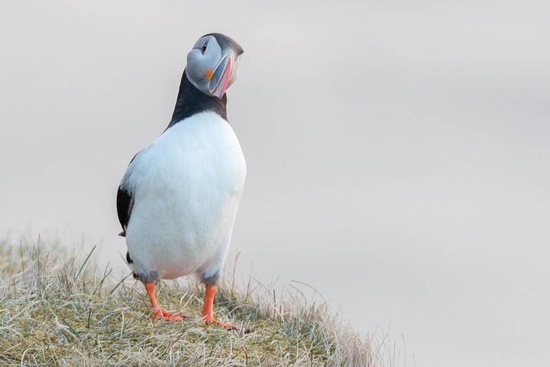 This is a pretty classic look I kept getting from the puffins...