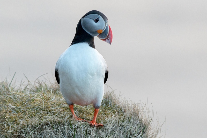 Waiting for another puffin?