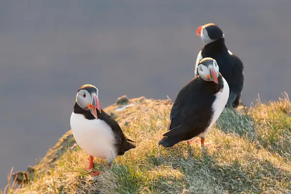 The puffin on the right is going to go for a little...