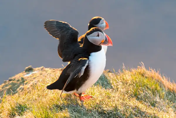 He is watched from the puffins back at the top of the...