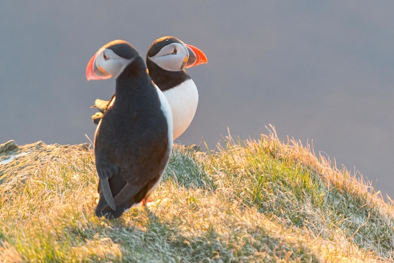Overlapping puffins