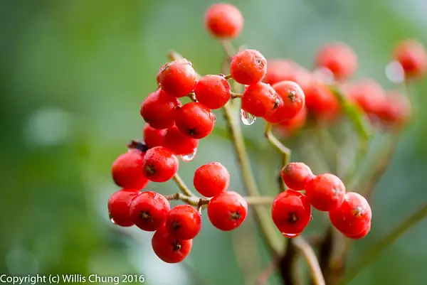 Cascade Mountain Ash berries, I think by Willis Chung