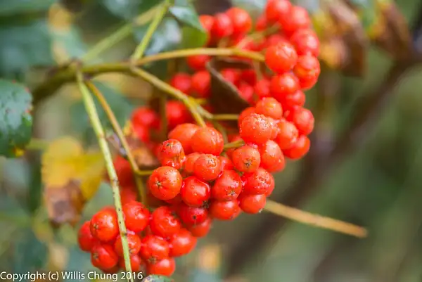 Slightly wet and wrinkled Cascade Mountain Ash berries....