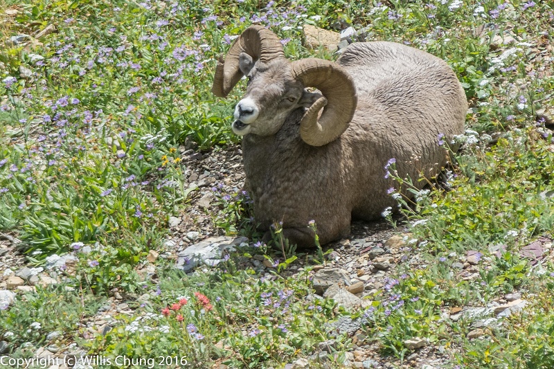 Bighorn sheep keeping a lookout while resting amongst the wildflowers above Grinnell Lake