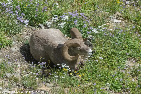 Bighorn sheep napping amongst the wildflowers. by Willis...