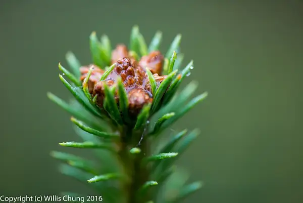 Top of a young fir tree. by Willis Chung