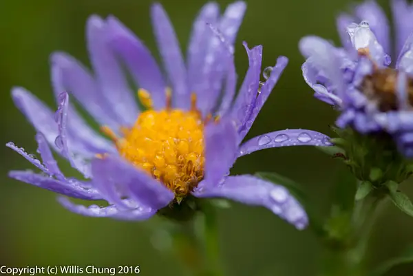 More wet Engelmann's Asters. by Willis Chung