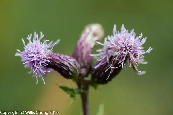 Canada thistle with water droplets. by Willis Chung
