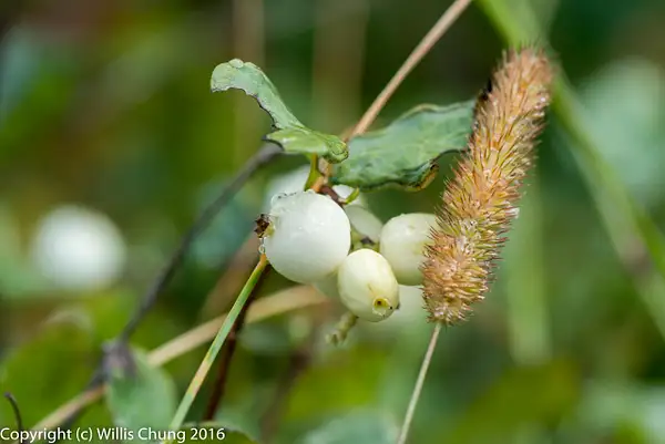 Wet snowberries and grass seed head. by Willis Chung