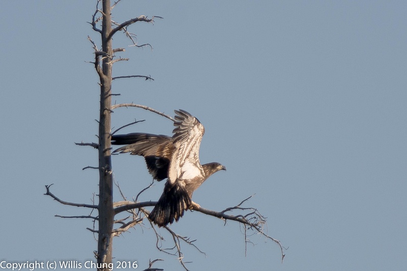 Juvenile bald eagle landing