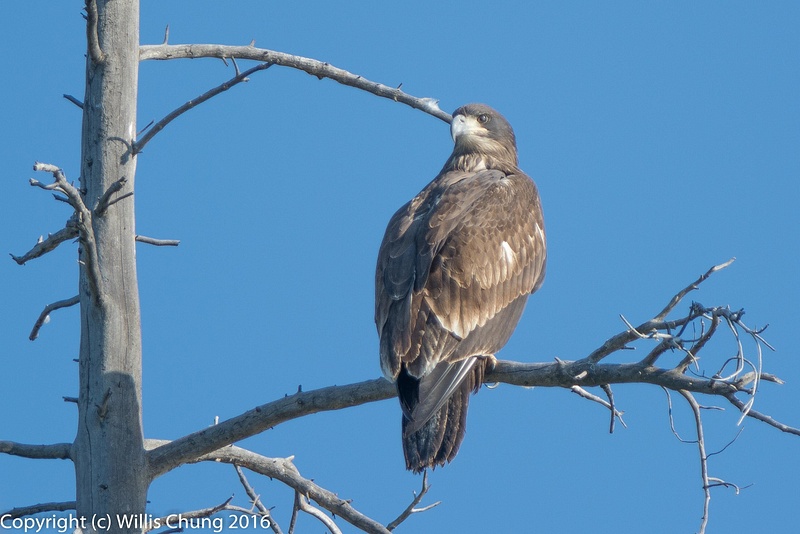 Juvenile bald eagle, turning head completely to the rear!
