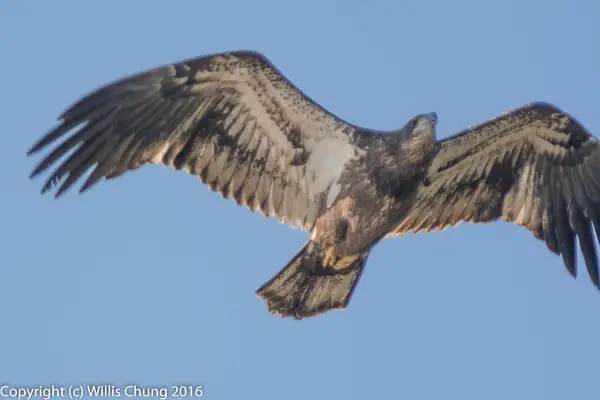Juvenile bald eagle in flight by Willis Chung