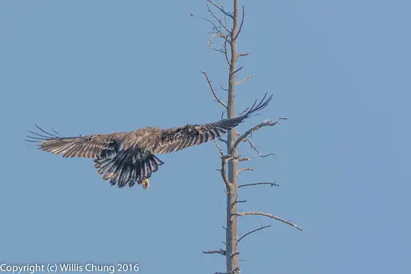 Juvenile bald eagle, engines to idle. by Willis Chung