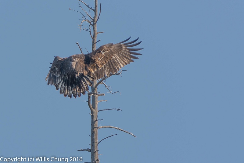 Juvenile bald eagle, flairing for landing