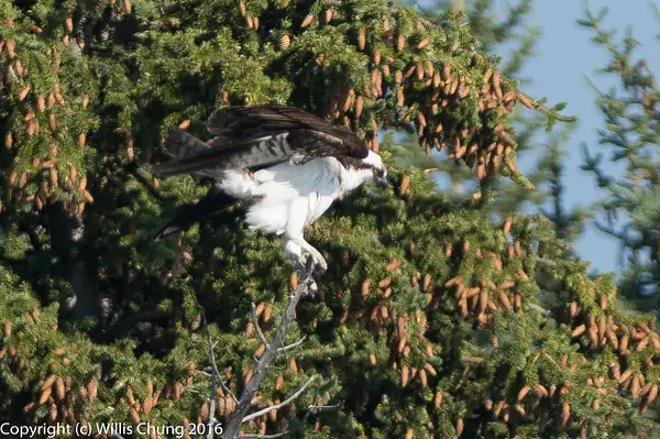 Osprey landing on a fir or spruce tree. by Willis Chung