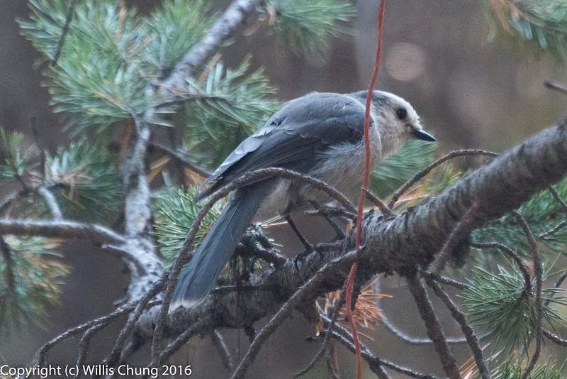Back at camp, a grey jay plans a raid on one of my neighbor's breakfast.