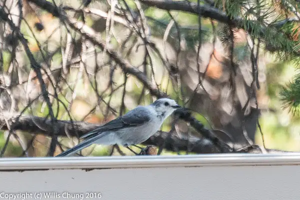 Success! A whole sausage link! The grey jay is also...