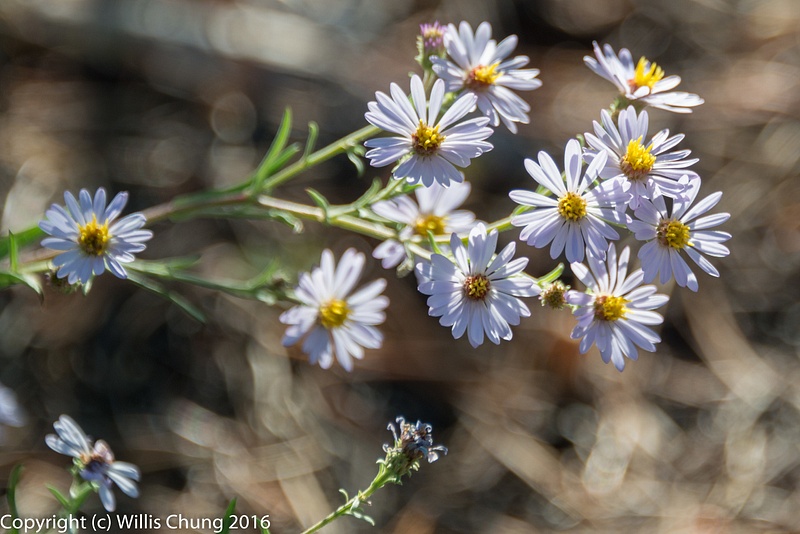 Eaton's Asters.  Used my 28-300.  I was just too tired to switch to my 105mm macro.