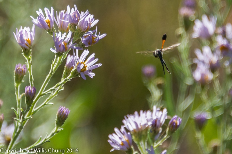Some sort of wasp approaching some Eaton's asters, Yellowstone National Park.