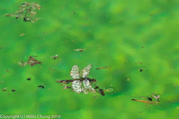 Floating dead insects, Morning Glory Pool by Willis Chung