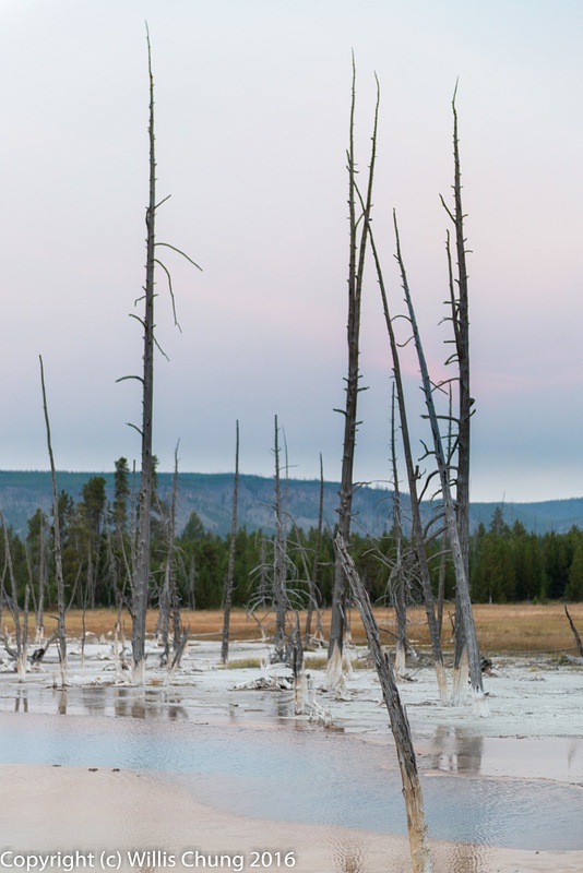 Preserved, silica infused trees at Opalescent Pool, Yellowstone National Park.