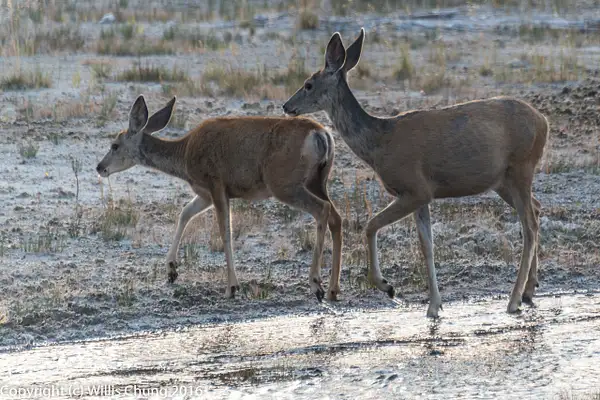 The mule deer couple heads out of the stream, away from...