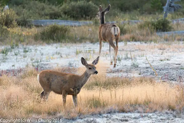 The mule deer have decided that the yellow bus is not a...