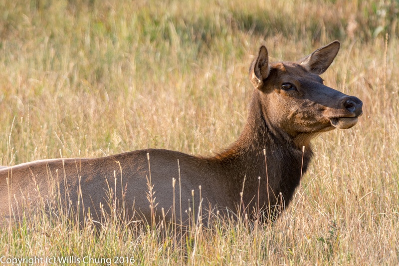 This elk's ears make great sun shades.