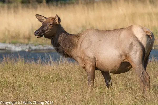 Alert female elk. by Willis Chung