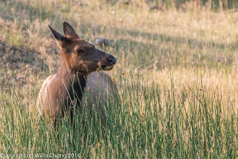 Female elk relaxing during her meal.