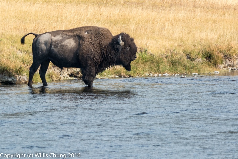 He started across the Firehole River
