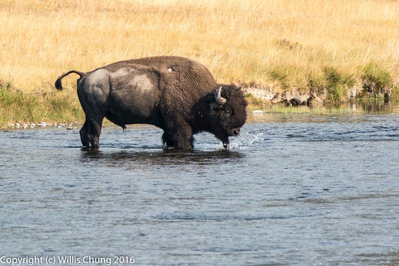 Bison bull making a splash as he crosses the Firehole River.