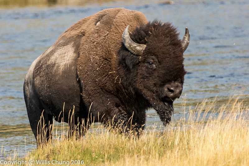 Male bison climbing out of the Firehole River to Fountain Flat Drive