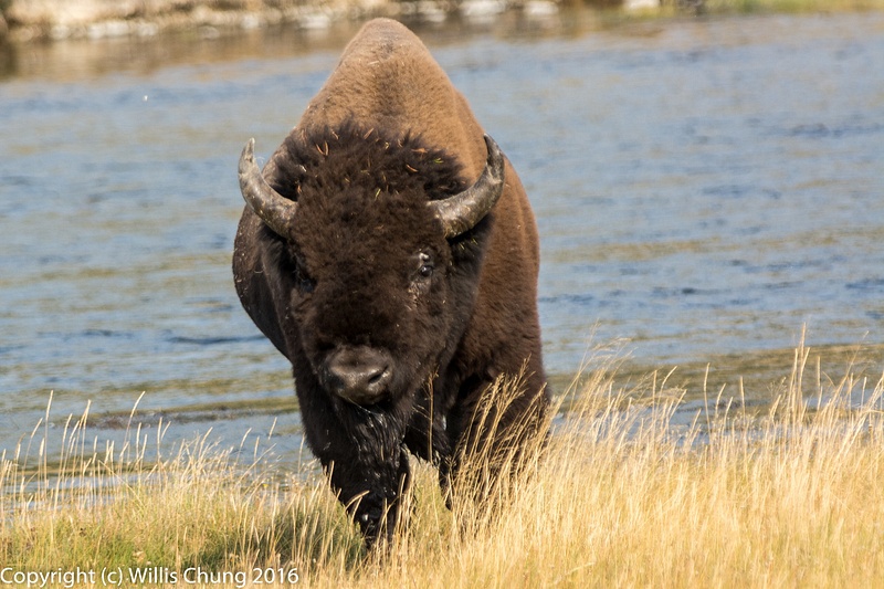 Male bison coming up after crossing the Firehole River.