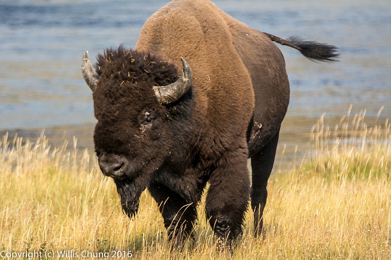 Male bison coming towards our yellow bus after crossing the Firehole River.