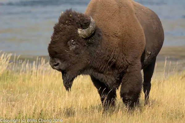 Male bison showing us his good side. by Willis Chung