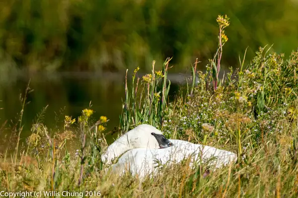 Resting trumpeter swan. by Willis Chung