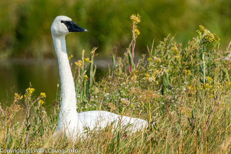 Periscope up!  Trumpeter swan.