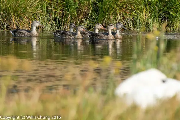 Female mallard and her ducklings swimming past. by...