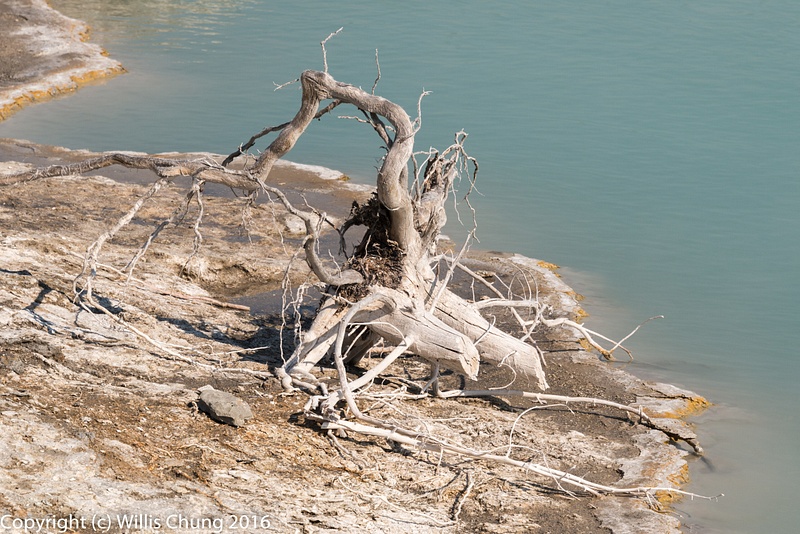 Another dead tree, Black Opal Spring, Biscuit Basin, Yellowstone National Park, Wyoming