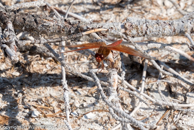 Red dragonfly, Libellula saturata,