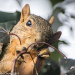 2015July Squirrel breakfasting on maple seeds
