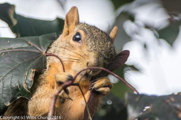2015July Squirrel breakfasting on maple seeds by Willis...
