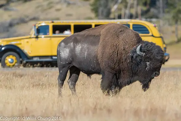 Photo Safari stops for a few minutes to get some bison...