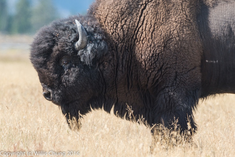 Bison face profile, cropped from FX image.