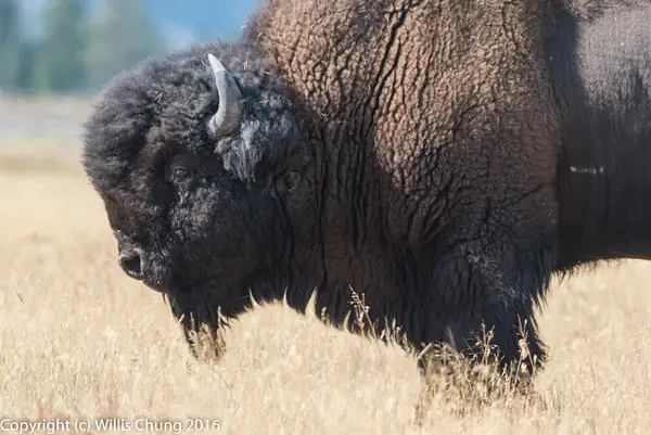 Bison face profile, cropped from FX image. by Willis...