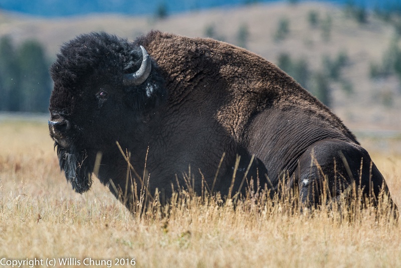 Bison bull settling down after a busy few minutes of grazing.